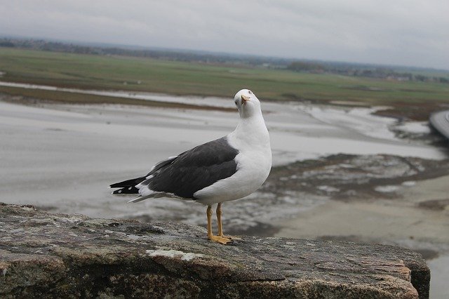 הורדה בחינם של Gull Seagull Sea - תמונה או תמונה בחינם לעריכה עם עורך התמונות המקוון של GIMP