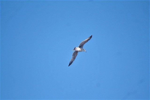 Descărcare gratuită Gull Sky Blue - fotografie sau imagini gratuite pentru a fi editate cu editorul de imagini online GIMP