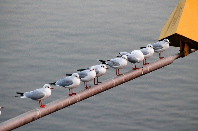 Muat turun percuma Gulls Rod Romance - foto atau gambar percuma untuk diedit dengan editor imej dalam talian GIMP