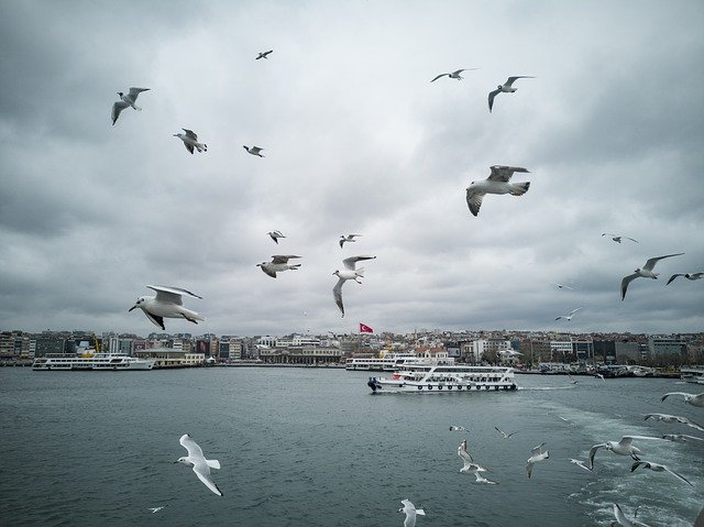 Kostenloser Download Gulls Seagull Bird - kostenloses Foto oder Bild zur Bearbeitung mit GIMP Online-Bildbearbeitung