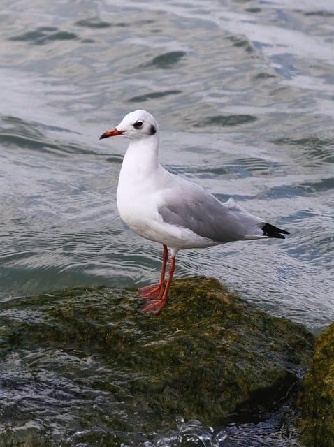 Free download gull water stone lake free picture to be edited with GIMP free online image editor