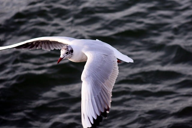 Free download gull wings bird sea flying nature free picture to be edited with GIMP free online image editor