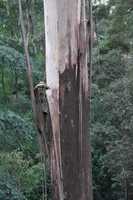 Free download Gum tree bark free photo or picture to be edited with GIMP online image editor