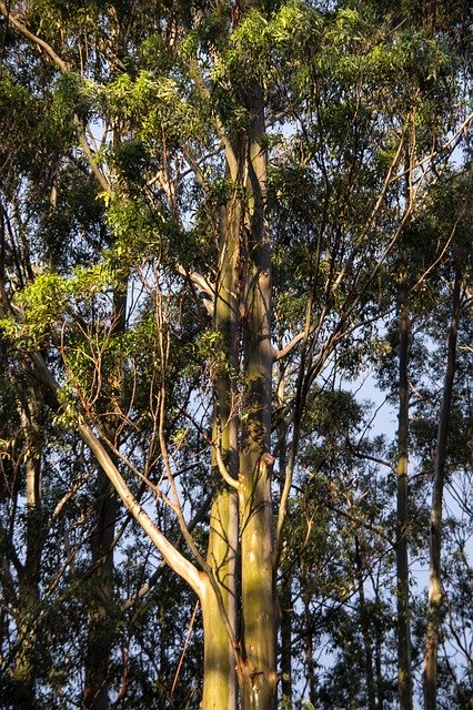 Gabarit Photo Gommiers Eucalyptus Vert - pour OffiDocs