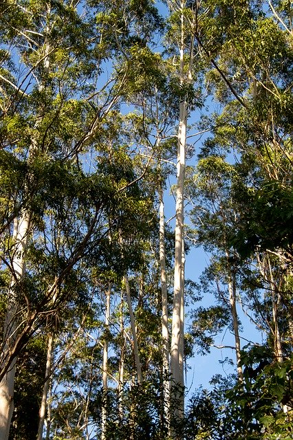 Bezpłatne pobieranie Gum Trees Eucalyptus Grandis darmowy szablon zdjęć do edycji za pomocą internetowego edytora obrazów GIMP