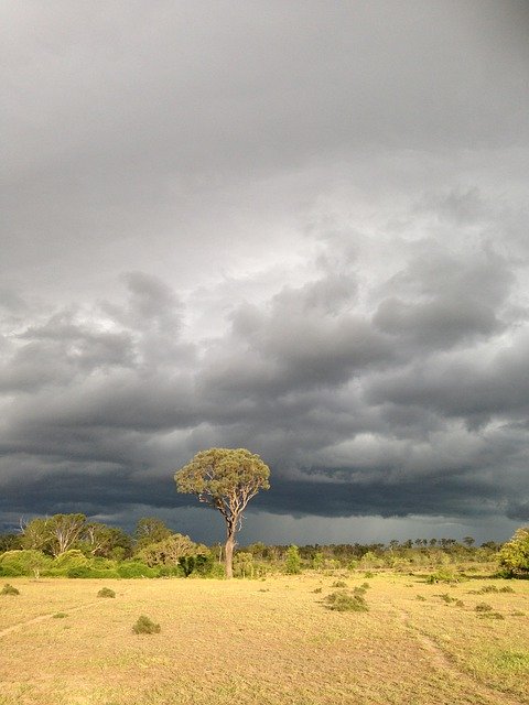 Téléchargement gratuit de Gum Tree Storm Australie - photo ou image gratuite à éditer avec l'éditeur d'images en ligne GIMP