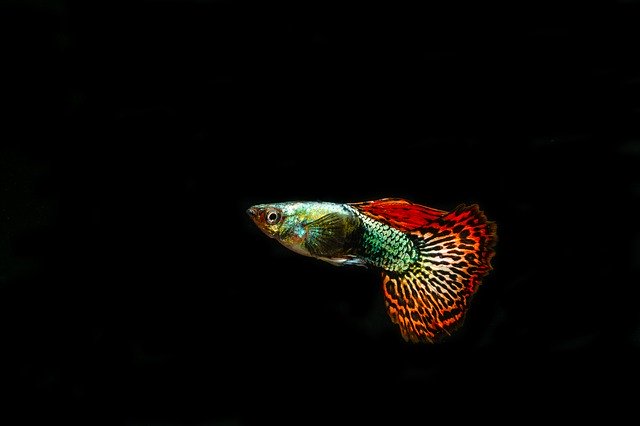 Baixe gratuitamente Guppies Ornamental Fish - foto ou imagem grátis para ser editada com o editor de imagens online GIMP