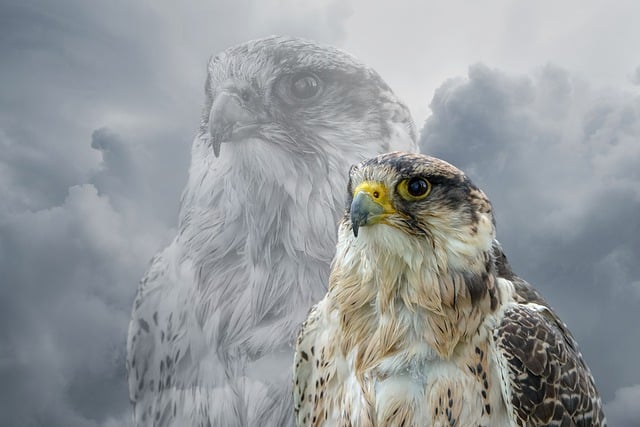 دانلود رایگان عکس پرنده شکاری حیوانات پرنده gyrfalcon برای ویرایش با ویرایشگر تصویر آنلاین رایگان GIMP
