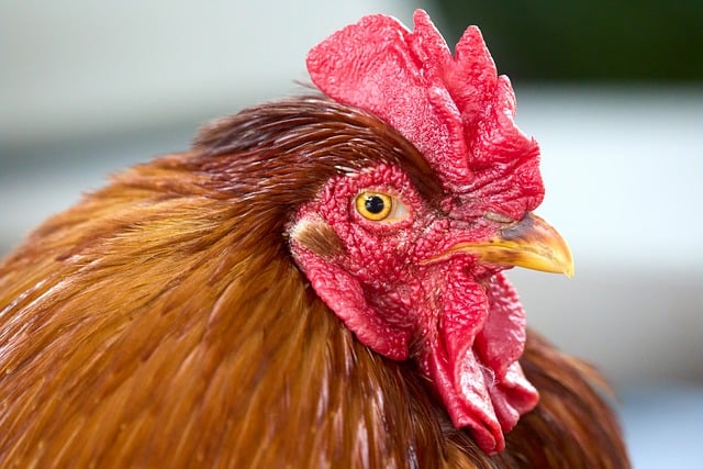 Free download haan chicken animal close up free picture to be edited with GIMP free online image editor