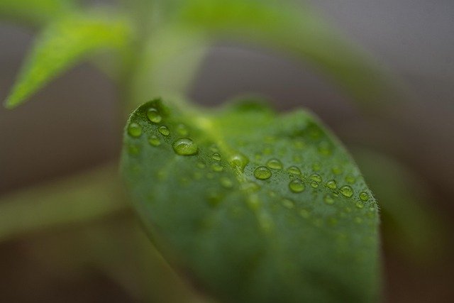 تنزيل Habanero Pepper Leaf مجانًا - صورة مجانية أو صورة ليتم تحريرها باستخدام محرر الصور عبر الإنترنت GIMP