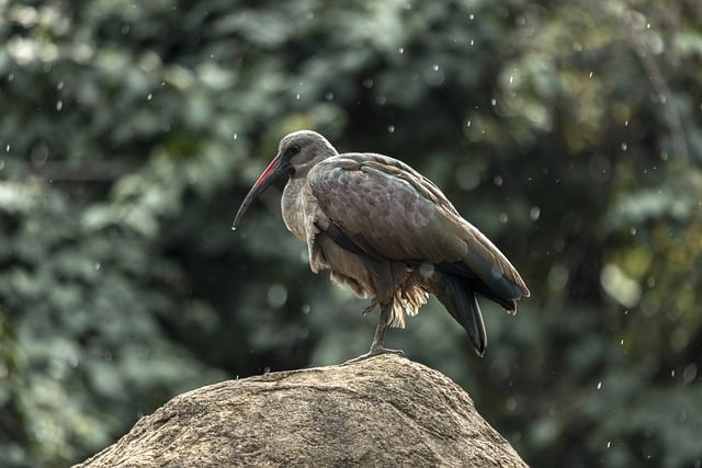 Free download hadida bird rain nature rock free picture to be edited with GIMP free online image editor