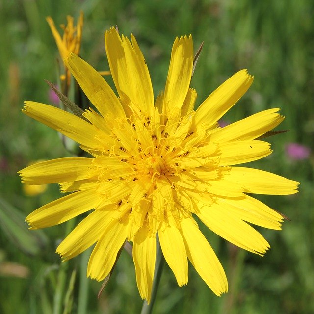 Free picture Had Salsify Tragopogon Yellow -  to be edited by GIMP free image editor by OffiDocs