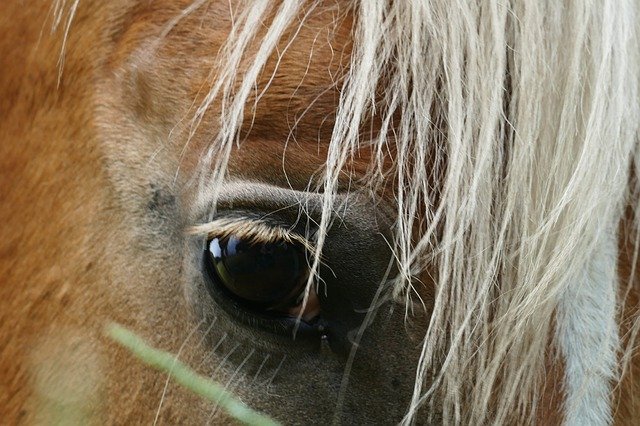Download gratuito Haflinger Horse Moons - foto o immagine gratis da modificare con l'editor di immagini online di GIMP