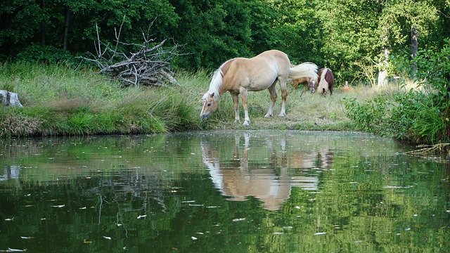 Téléchargement gratuit Haflinger Horse Pasture - photo ou image gratuite à éditer avec l'éditeur d'images en ligne GIMP