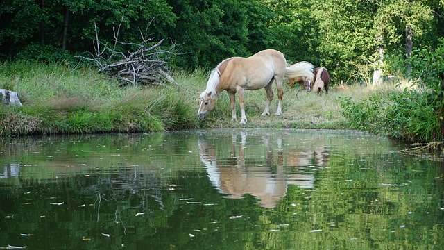 Free download Haflinger Horse Pasture -  free free photo or picture to be edited with GIMP online image editor