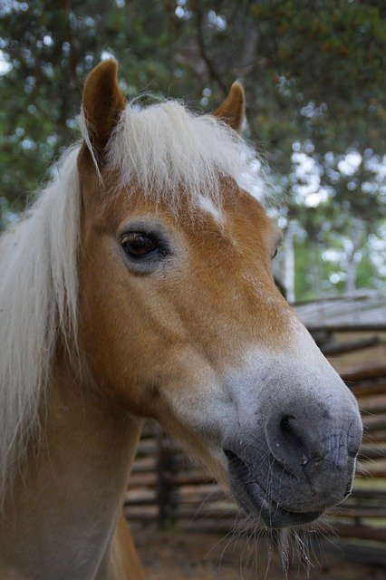 Unduh gratis Haflinger Horse Pony - foto atau gambar gratis untuk diedit dengan editor gambar online GIMP