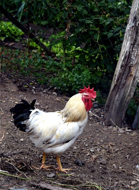 Free download Hahn Animal Bird -  free photo or picture to be edited with GIMP online image editor