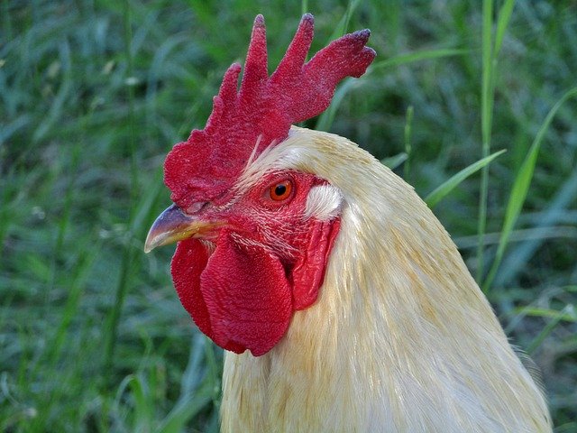 Free download Hahn Animal Portrait -  free photo or picture to be edited with GIMP online image editor