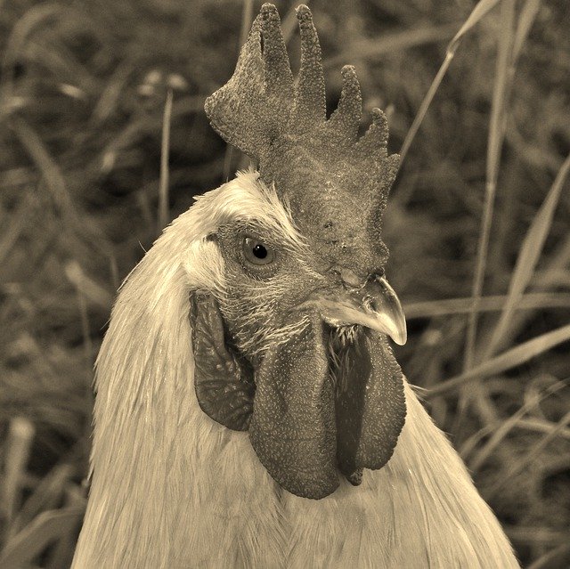 Безкоштовно завантажити Hahn Animal Portrait Black And - безкоштовне фото або зображення для редагування за допомогою онлайн-редактора зображень GIMP