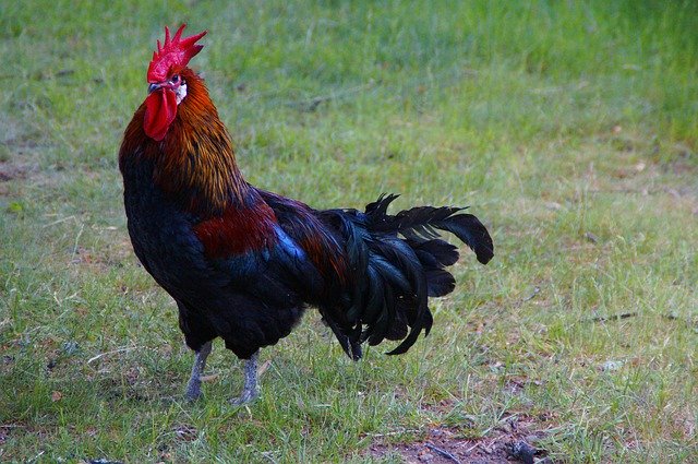 Muat turun percuma Hahn Chicken Farm - foto atau gambar percuma untuk diedit dengan editor imej dalam talian GIMP