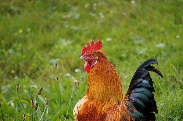 Free download Hahn Chicken Gockel -  free photo or picture to be edited with GIMP online image editor