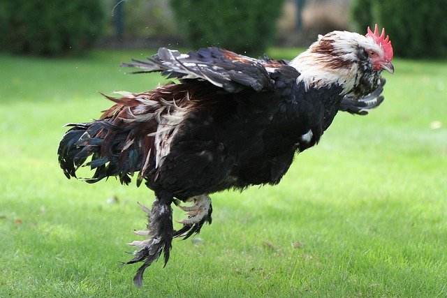 دانلود رایگان Hahn Salmon-Cock Dt Salmon - عکس یا تصویر رایگان رایگان برای ویرایش با ویرایشگر تصویر آنلاین GIMP