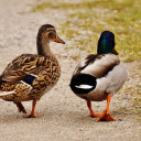 Hai con vịt  screen for extension Chrome web store in OffiDocs Chromium