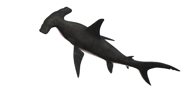 Free download Hai Fish Maritime -  free illustration to be edited with GIMP free online image editor