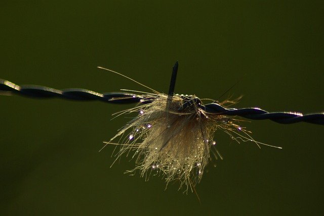 Free download Hair Barbed Closing -  free photo or picture to be edited with GIMP online image editor