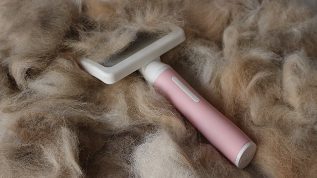 Free download hair dog brush brushing bristles free picture to be edited with GIMP free online image editor