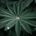 Hairy Leaves  screen for extension Chrome web store in OffiDocs Chromium
