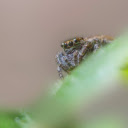 Hairy Spider  screen for extension Chrome web store in OffiDocs Chromium