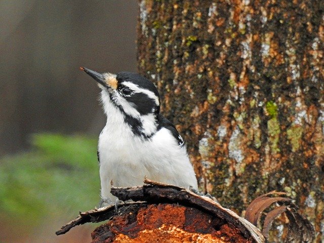 Libreng download Hairy Woodpecker Pic - libreng larawan o larawan na ie-edit gamit ang GIMP online na editor ng imahe