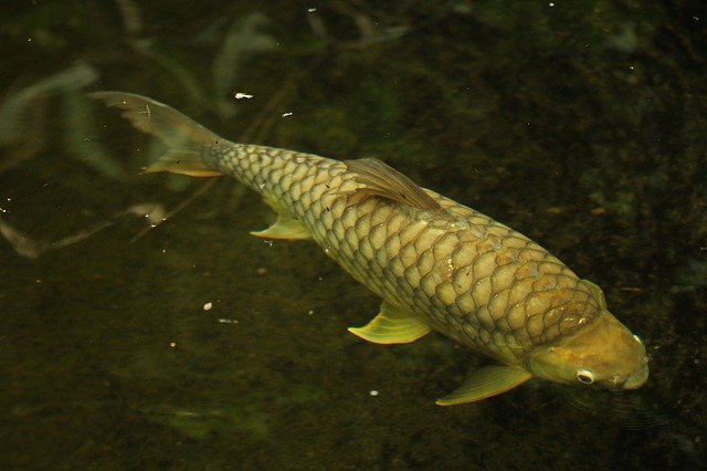 Muat turun percuma Hai Small Fish - foto atau gambar percuma untuk diedit dengan editor imej dalam talian GIMP