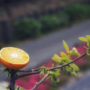 half an orange on the tree  screen for extension Chrome web store in OffiDocs Chromium