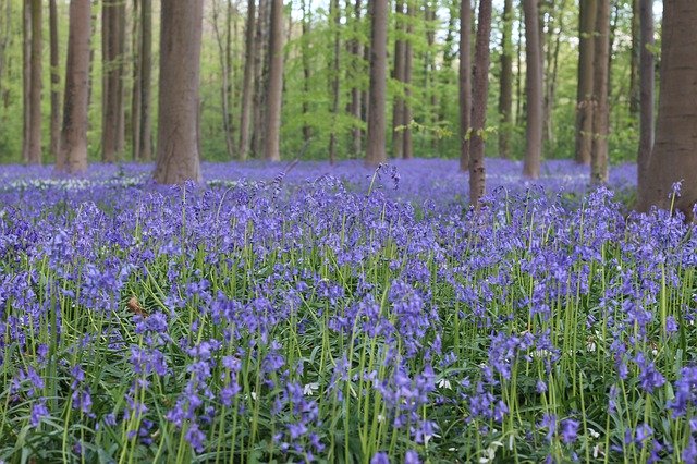 Free download Halle Forest Spring -  free photo or picture to be edited with GIMP online image editor