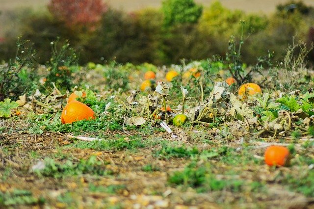 Free download Halloween Harvest Agriculture -  free photo or picture to be edited with GIMP online image editor