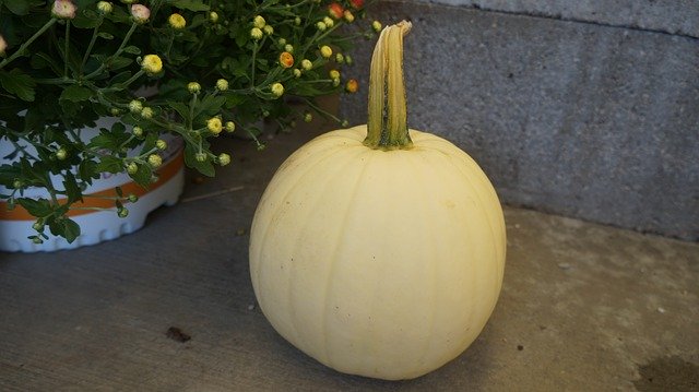 Muat turun percuma Halloween Pumpkin White - foto atau gambar percuma untuk diedit dengan editor imej dalam talian GIMP