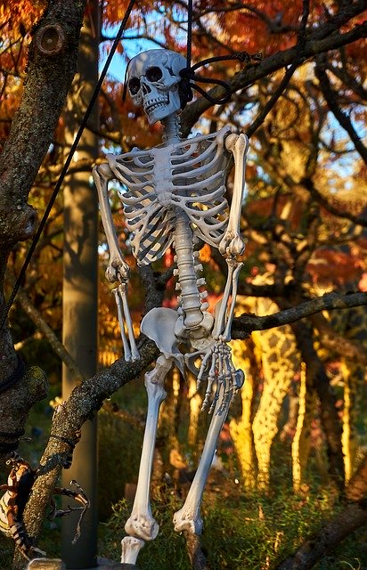 Bezpłatne pobieranie Halloween Skeletons Mood - darmowe zdjęcie lub obraz do edycji za pomocą internetowego edytora obrazów GIMP