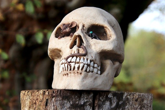 Baixe grátis Halloween Skull Skeleton - foto ou imagem grátis para ser editada com o editor de imagens online GIMP