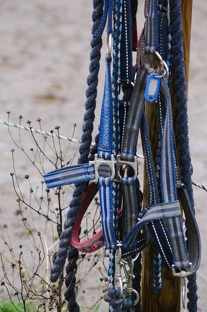 Free download Halter Horse Horses -  free photo or picture to be edited with GIMP online image editor