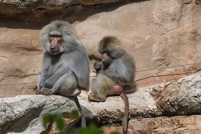 Free download Hamadryas Baboon Primate Fur -  free photo or picture to be edited with GIMP online image editor