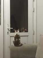 Free download Hamal free photo or picture to be edited with GIMP online image editor