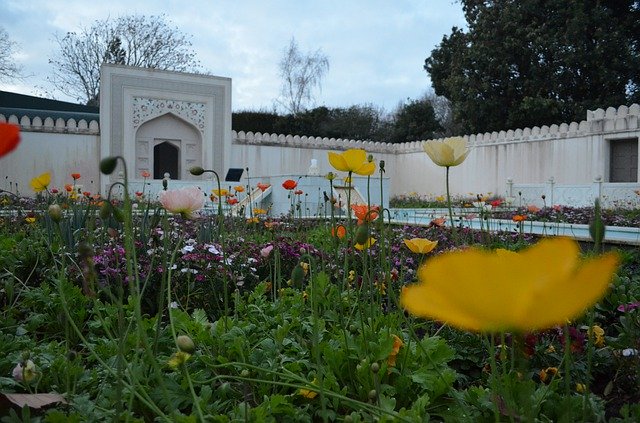 Bezpłatne pobieranie Hamilton Garden Flower - bezpłatne zdjęcie lub obraz do edycji za pomocą internetowego edytora obrazów GIMP