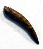 Free download Hammered Copper Claw Ornament free photo or picture to be edited with GIMP online image editor