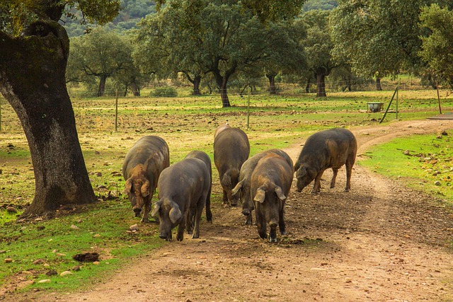 Free download ham pigs pork hams dehesa jabugo free picture to be edited with GIMP free online image editor