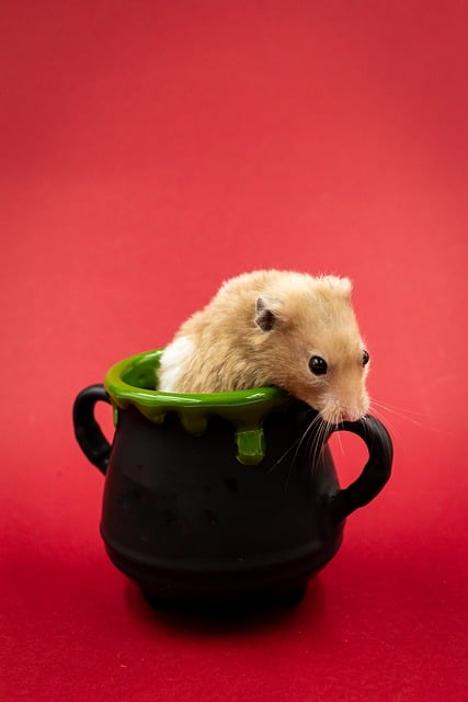 Free download hamster rodent animal wildlife free picture to be edited with GIMP free online image editor