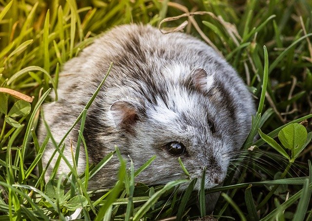 Descărcare gratuită Hamster Rodent Mammal - fotografie sau imagini gratuite pentru a fi editate cu editorul de imagini online GIMP
