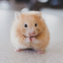Hamster: The Tiny and Adorable Furry Friend  screen for extension Chrome web store in OffiDocs Chromium
