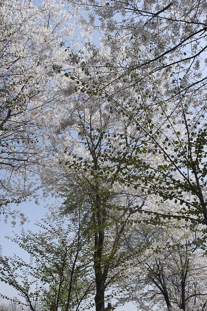 تنزيل Hanami Wood Spring مجانًا - صورة مجانية أو صورة لتحريرها باستخدام محرر الصور عبر الإنترنت GIMP